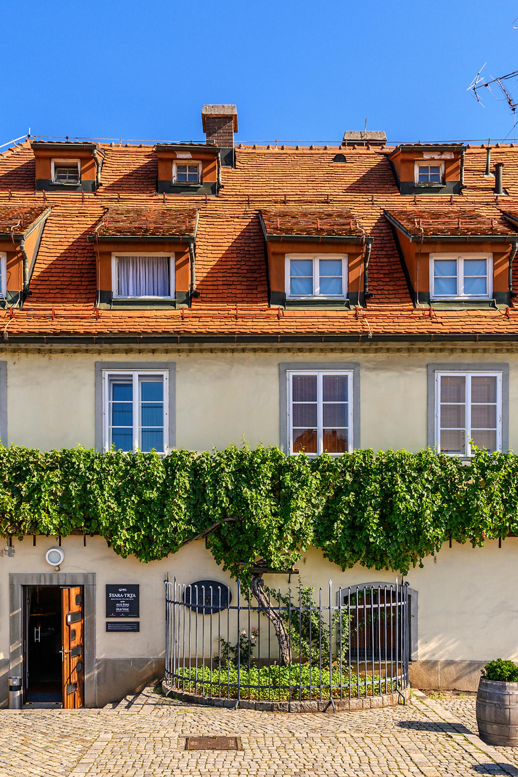 Maribor - World's Oldest Grapevine